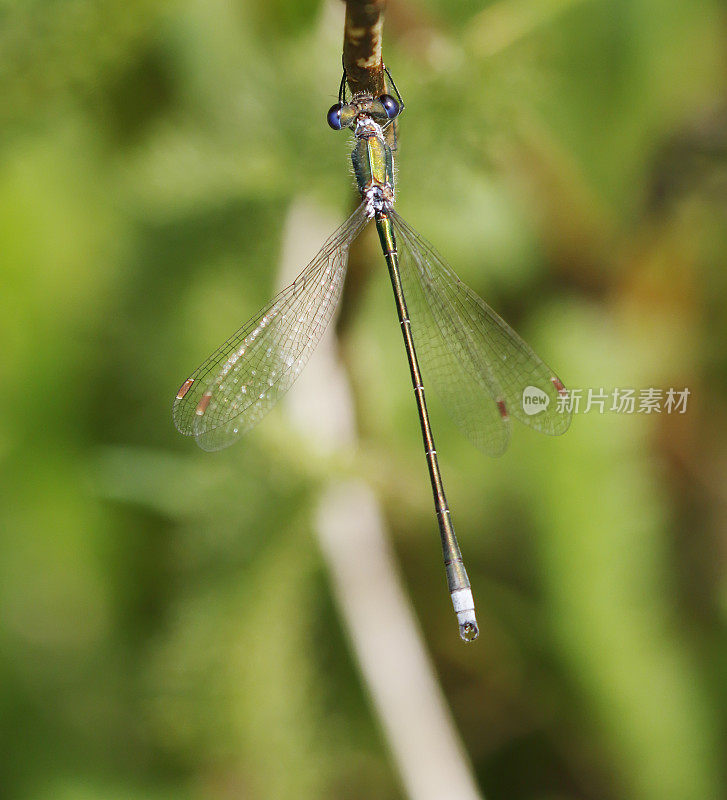 小翡翠豆娘(Lestes virens